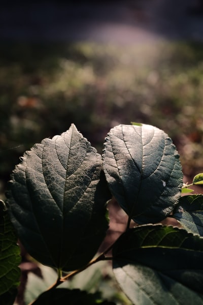 绿白叶植物